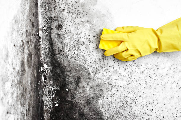 Mold Odor Removal Services in Mulberry, FL